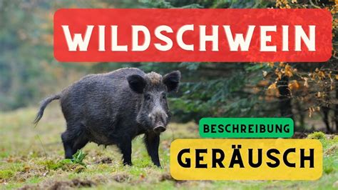 Wildschweine Ger Usche Und Beschreibung Wildschwein Eber Ger Usch