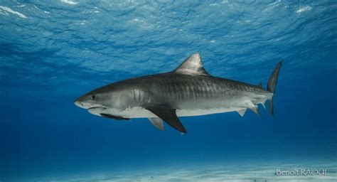 Shark attack prevention • Tracking Sharks