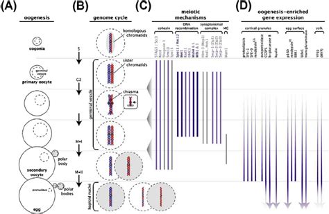 5 Overview Of Oocyte Development And Gene Expression Profiles Enhanced