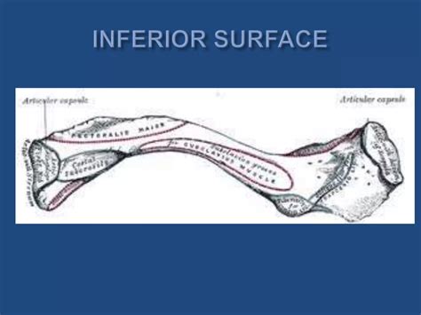 Clavicle Fractures Acromio Clavicular Joint Injuries Ppt