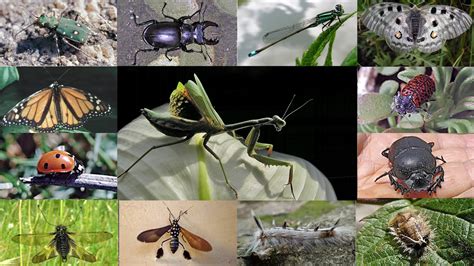 Insectos Sus Vidas Insects Their Lifes YouTube