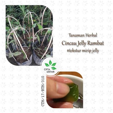 Jual Bibit Tanaman Cincau Jelly Rambat Pohon Daun Cincau Hijau Herbal