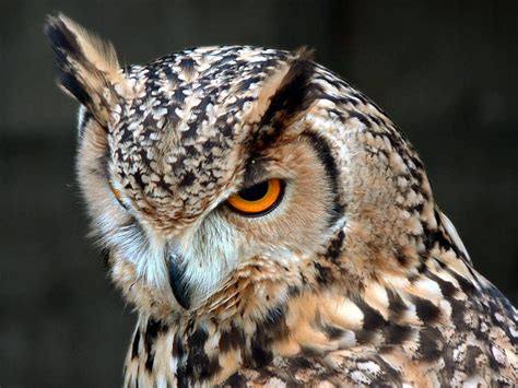 Owl Head Wallpaper 1280x960 13906