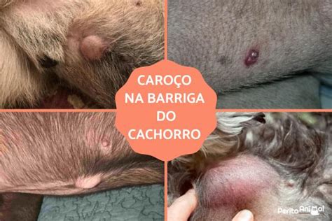 Caro O Na Barriga Do Cachorro O Que Pode Ser