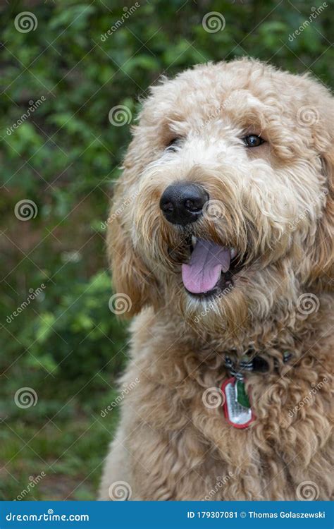 A Close Up Of A Young One Year Old Goldendoodle Male Puppy Stock Image