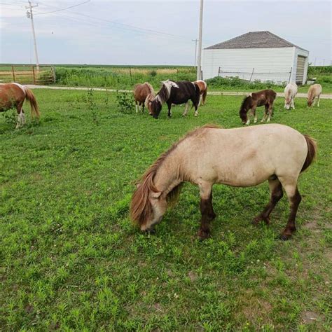 Naked Acres Reigning Thunder