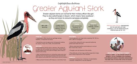 Greater Adjutant Stork: Size, Habitat, and Diet | RoundGlass | Sustain