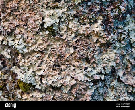 Natural Lichen Growing On The Trunk Of A Maple Tree Perhaps A