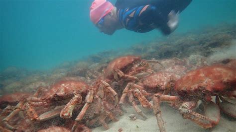 Cornwall S Rockpool Species Threatened By Climate Change Bbc News