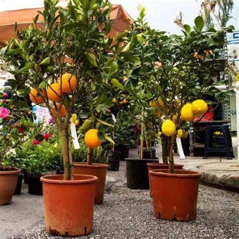 15 Fruit Trees You Can Grow In Buckets