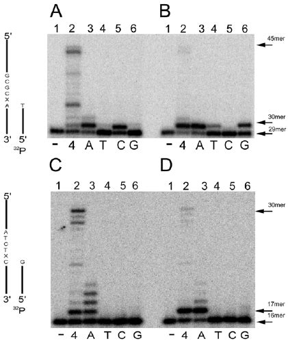 Fidelity Of Translesion DNA Synthesis By EhDNApolA 16 Denaturing