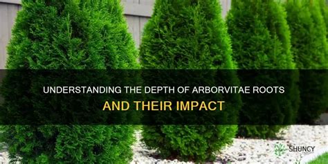 Understanding The Depth Of Arborvitae Roots And Their Impact Shuncy