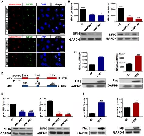 Nf45 Nf90‐mediated Rdna Transcription Provides A Novel Target For Immunosuppressant Development