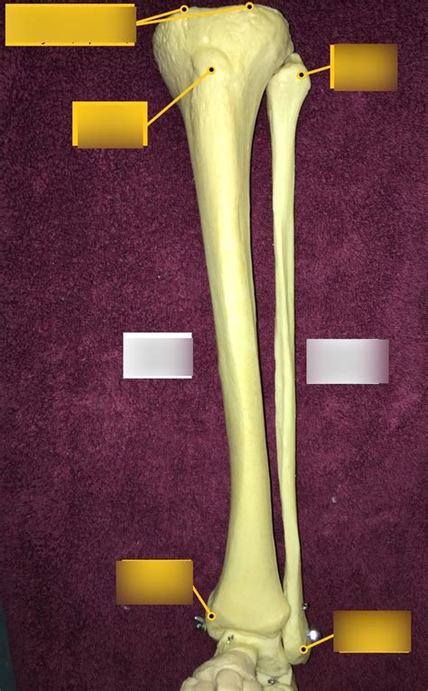 Tibia And Fibula Bone Markings Diagram Quizlet