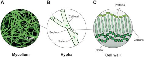 Representation Of Mycelium Physiology 3 Download Scientific Diagram