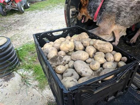 So Can You Eat Raw Potatoes For Survival