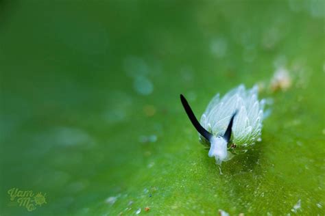 Leaf Sheep, An Underwater Treasure That Can Photosynthesize | Odd Interesting