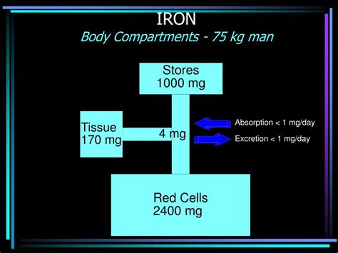 PPT - IRON METABOLISM DISORDERS PowerPoint Presentation, free download ...