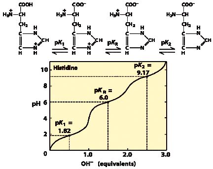 Titration Curve Amino Acid