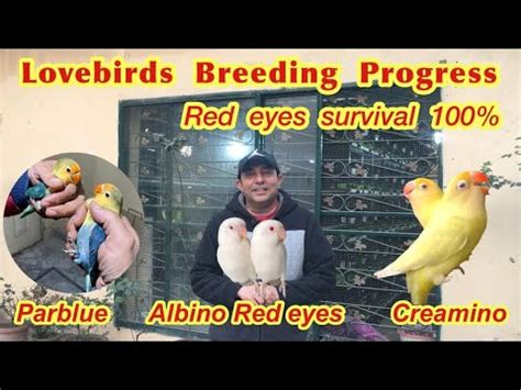 Lovebirds Breeding Progress Albino Red Eyes Creamino Parblue