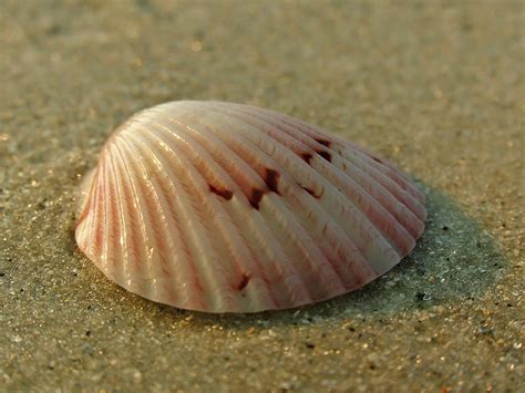 Giant Atlantic Cockle Photograph By Juergen Roth Fine Art America