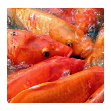 Jual Ikan Mas Hidup 1 Kg Shopee Indonesia