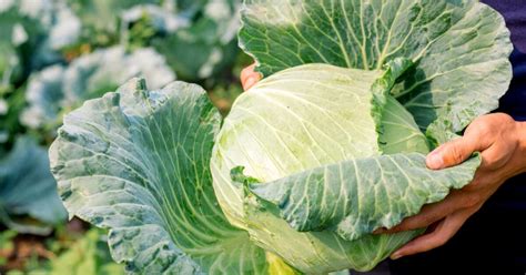 Cuisine Pratique Comment Blanchir Des L Gumes Et Les Congeler