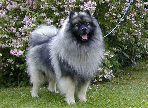 Keeshond - Pictures, Information, Temperament, Characteristics, Rescue | Animals Breeds