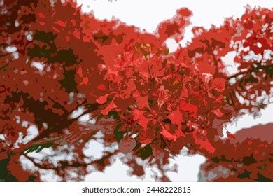 Royal Poinciana Images Stock Photos D Objects Vectors