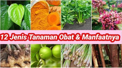 MENGENAL 12 TANAMAN OBAT OBATAN YANG BERMANFAAT UNTUK KESEHATAN YouTube