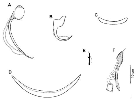 Af Sclerotized Structures Of Heteropriapulus Semitortus N Sp From