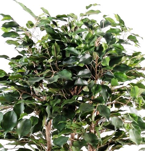 Ficus Exotica Buisson Artificiel 89 00