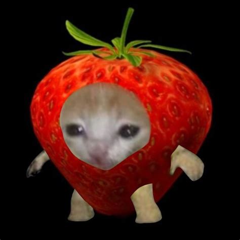 Strawberry cat Смешные фотографии животных Котята Домашние