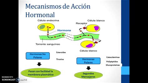 Mecanismos De Acci N Hormonal Youtube