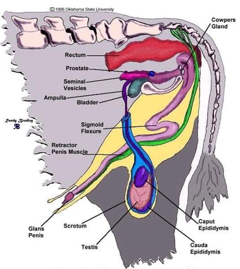 The Male Reproductive Organs Of Veterinary Anatomy World