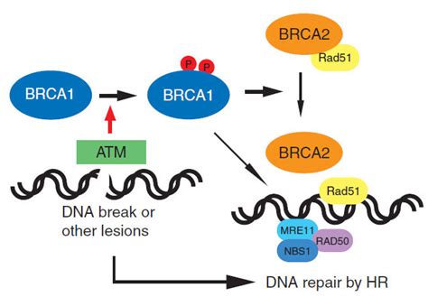 Brca Dna Repair By