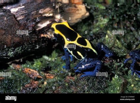 Dendrobates Tinctorius Dyeing Dart Frog Poison Frog Stock Photo Alamy