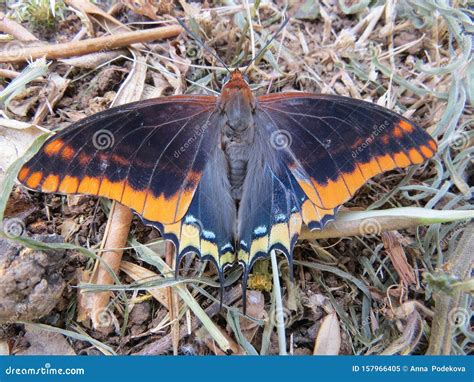 Orange And Black Butterfly On The Ground Butterfly With Orange Wings