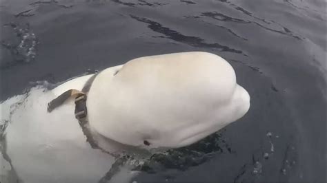 Russian Beluga Whale Spy Norway Coast Itv News 29th April 2019 Youtube