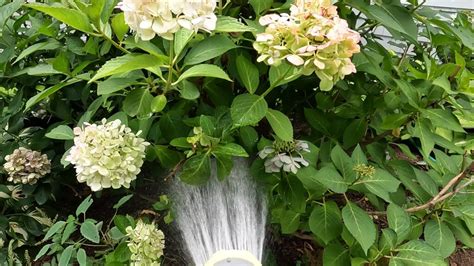 Can I Transplant Hydrangeas In The Summer Planting 101