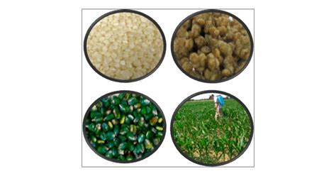 Biological Control Of Aflatoxin Contamination In U S Crops And The Use