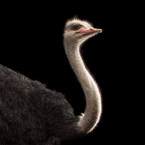 Ostrich | National Geographic | Pet birds, Animals images, Animals