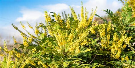 Best Shrubs To Attract Bees Bee Life