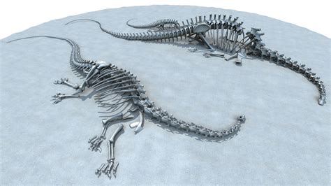 Diplodocus Skeleton Model Turbosquid 1299043