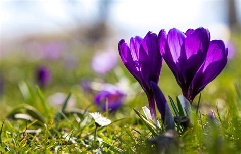 Wallpaper Light Flowers Glade Spring Purple Crocuses Bokeh Images