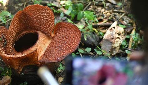 Terancam Punah Bunga Rafflesia Arnoldii Tumbuh Cantik Di Bogor