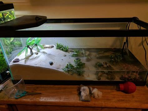 Fiddler Crab Habitat Setup