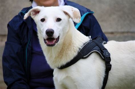 Nino Dolcissimo Simil Labrador Mesi Sogna Una Famiglia Annunci Udine