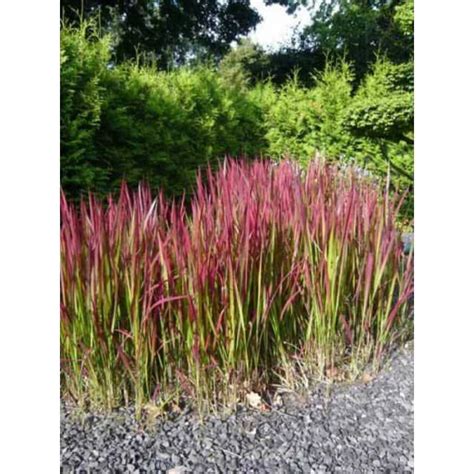 Imperata Cylindrica Red Baron Japanisches Blutgras Baumschule