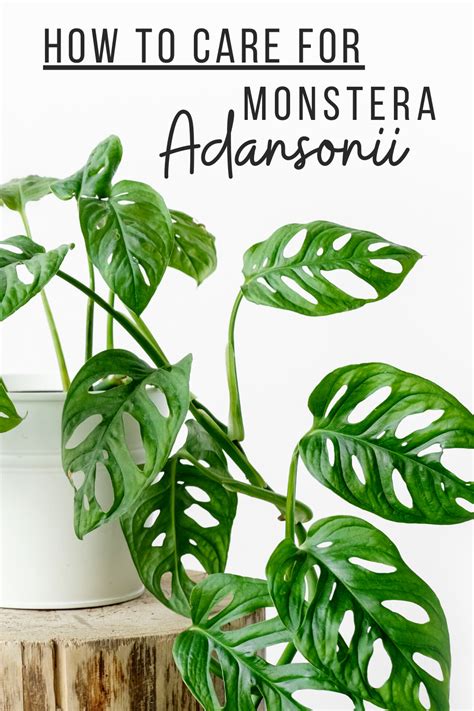 Monstera Adansonii Care Guide